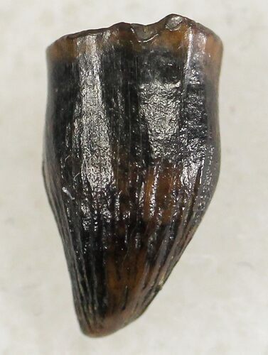 Nicely Preserved Thescelosaurus Tooth #20424